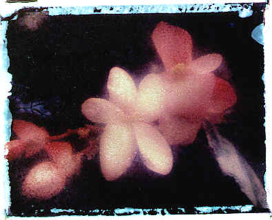 pinkflower.jpg (86472 bytes)