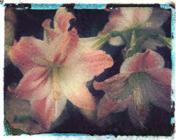 pinklilies