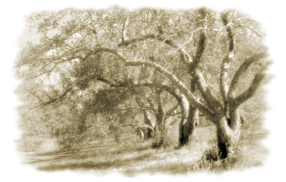 orchard trees