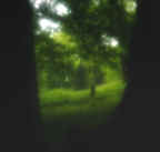 view-thru-trees