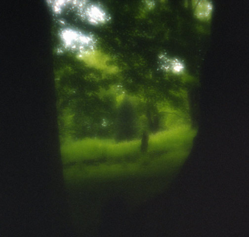 view-thru-trees